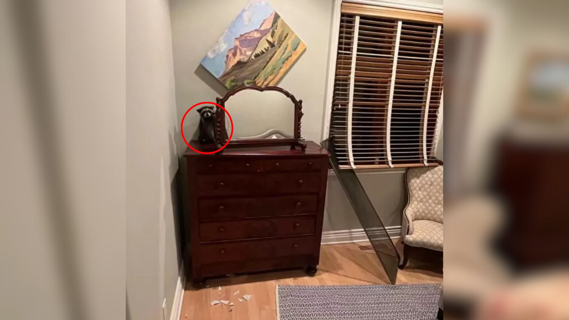 raccoon in room