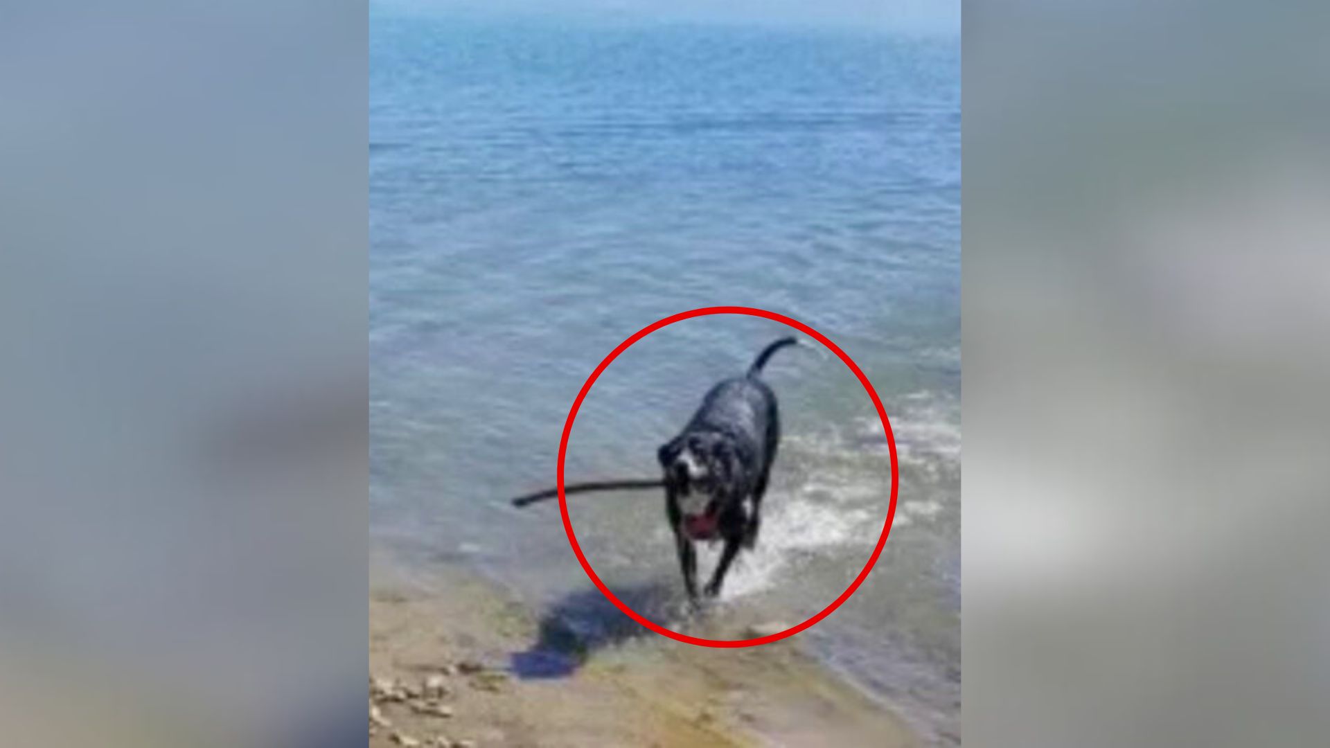 Colorado Couple Grows Anxious As Their Playful Border Collie Suddenly Seems Drained