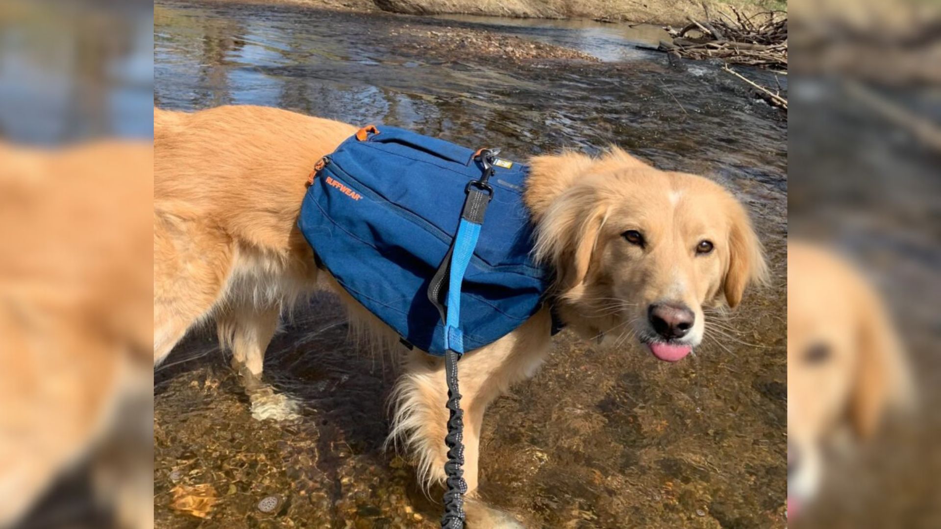 the dog is standing in the water