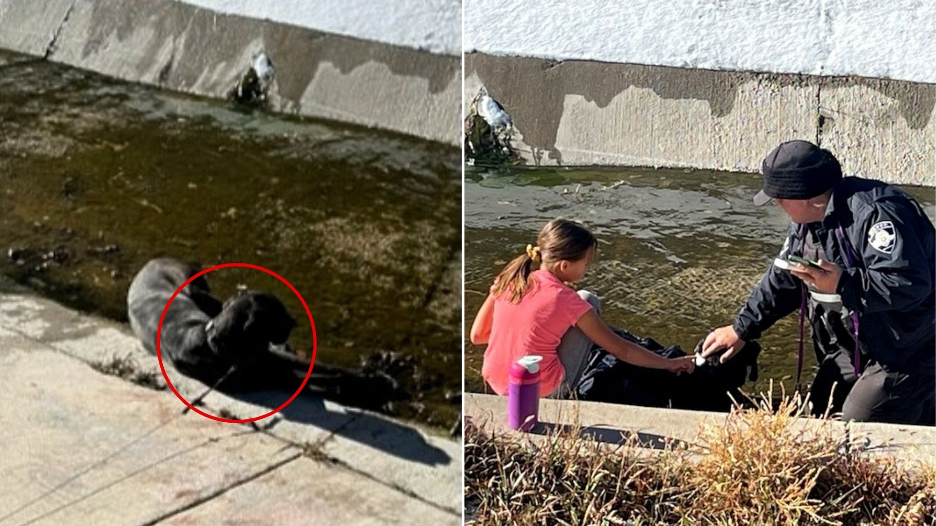 girl and struggling animal