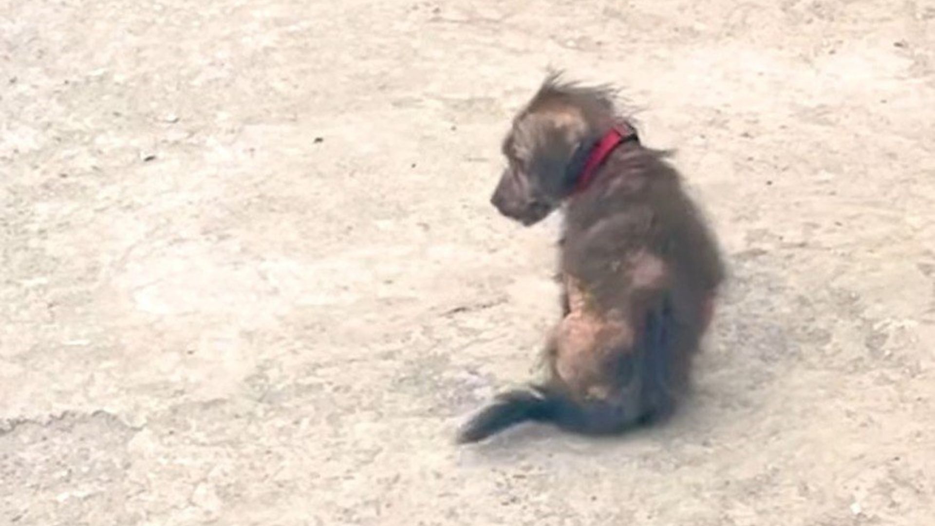 A sick puppy sits on the sidewalk