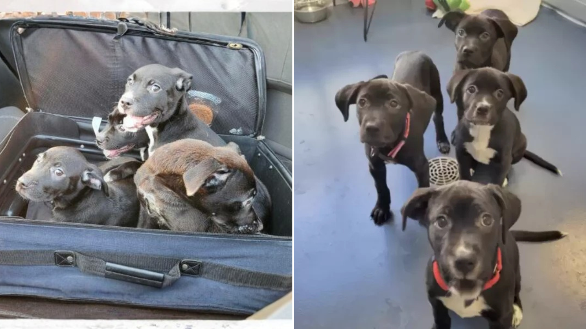 puppies in a suitcase