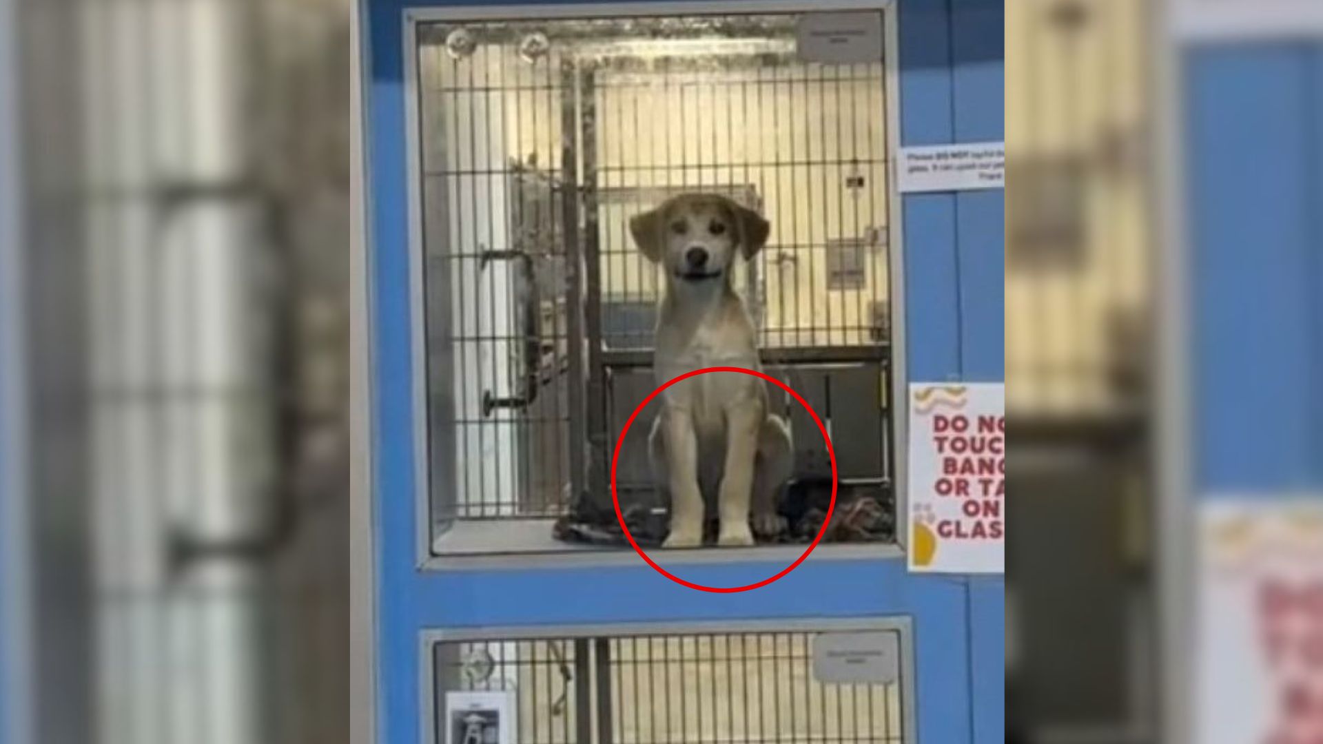 Couple Walks Into Texas Shelter For A Chihuahua