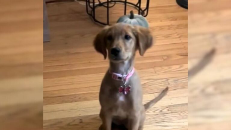 cute dog