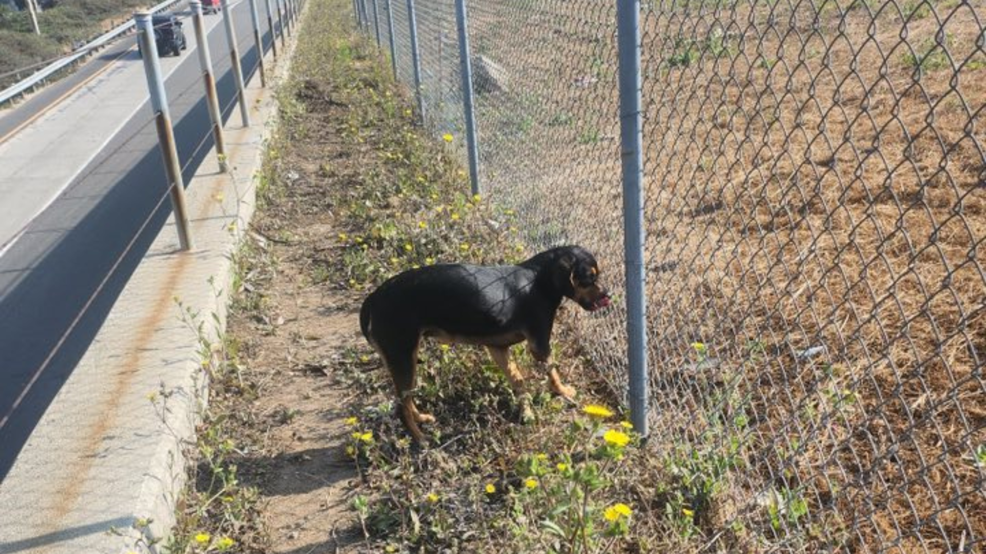 lonely dog near a fence