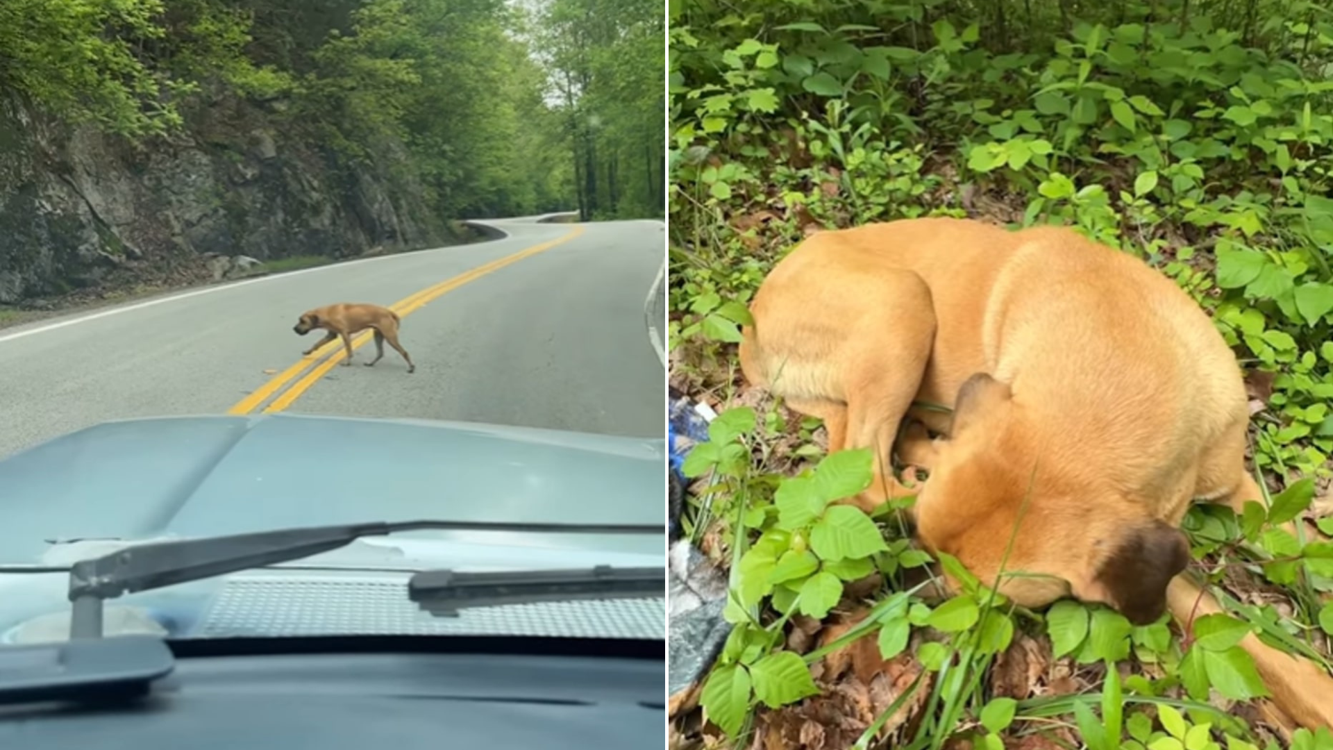 dog on a forest road