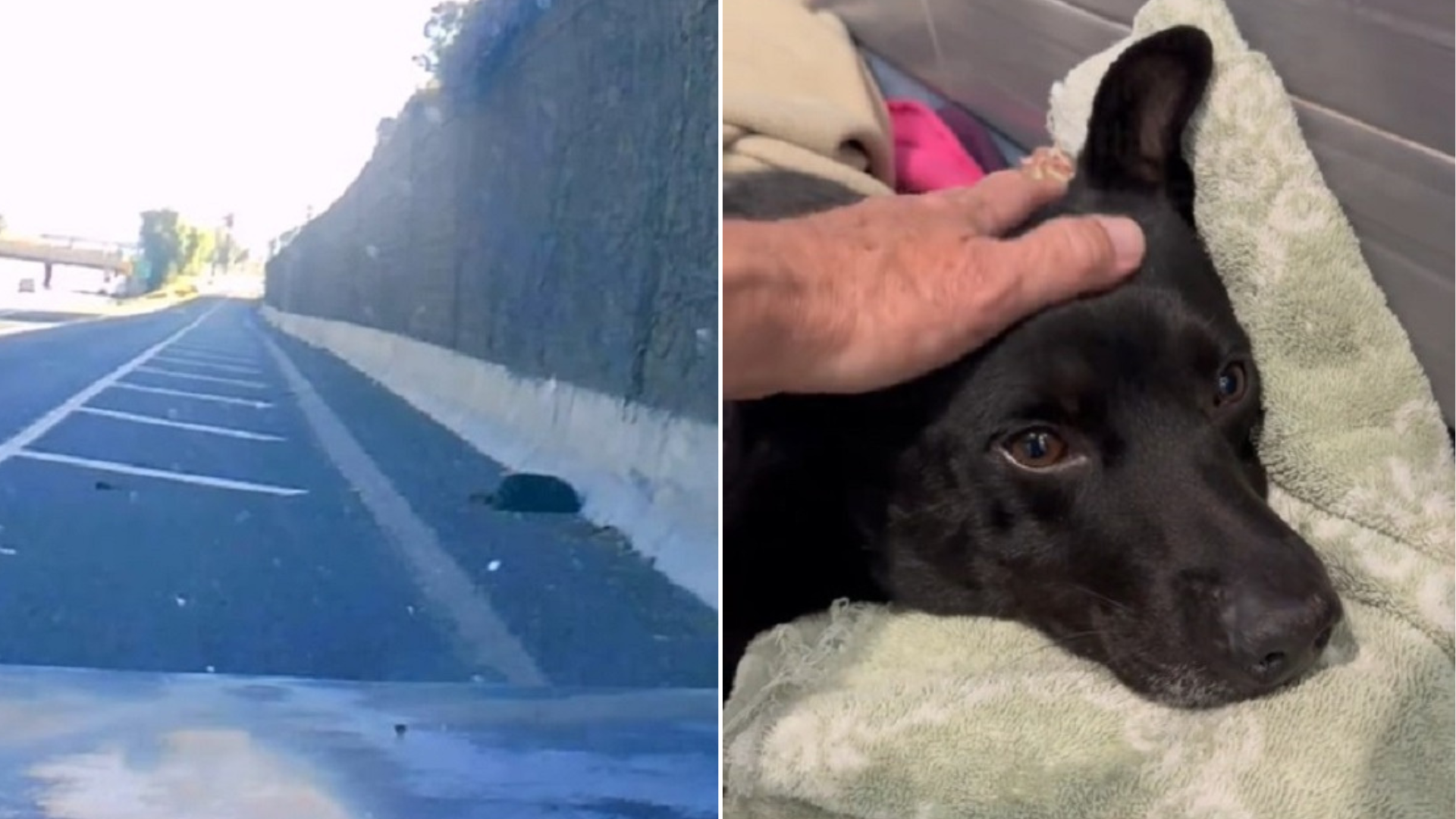 mysterious shape on ground turns to be dog