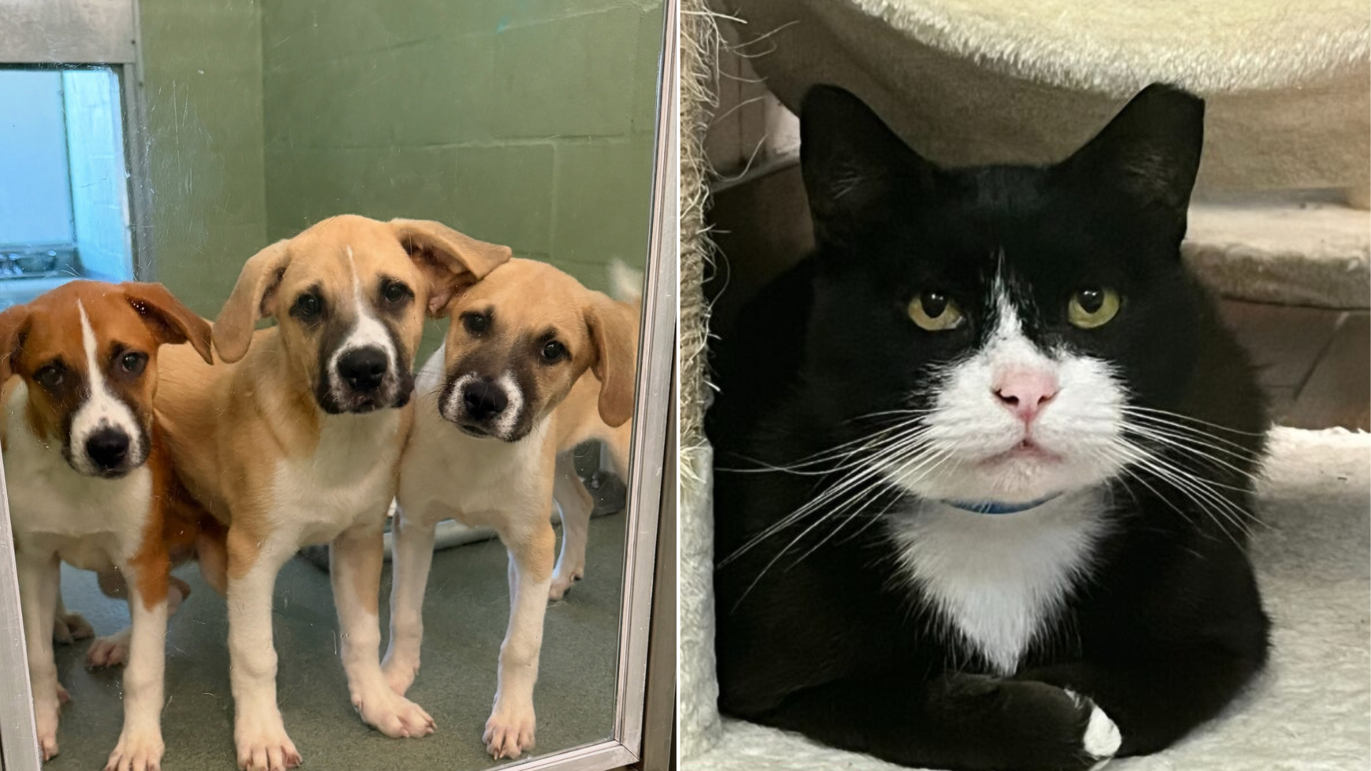 dogs and cat at shelter