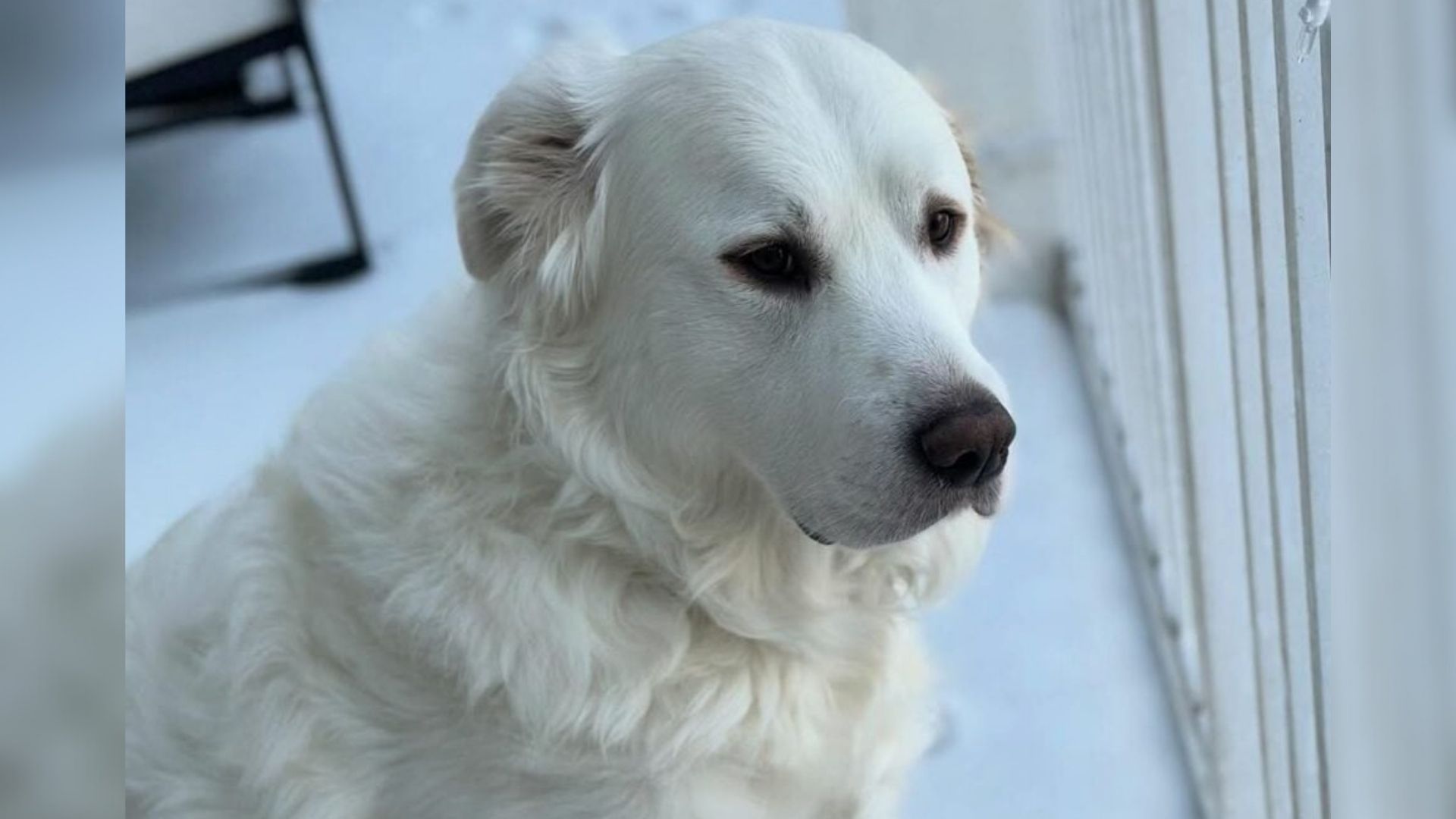 white dog