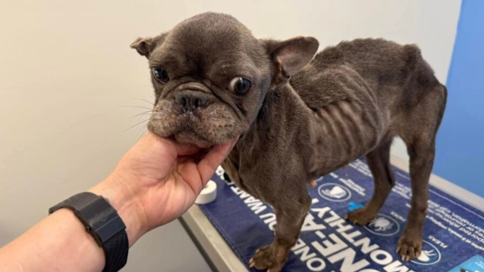 Florida Dog Scheduled For Euthanasia Shows Strength