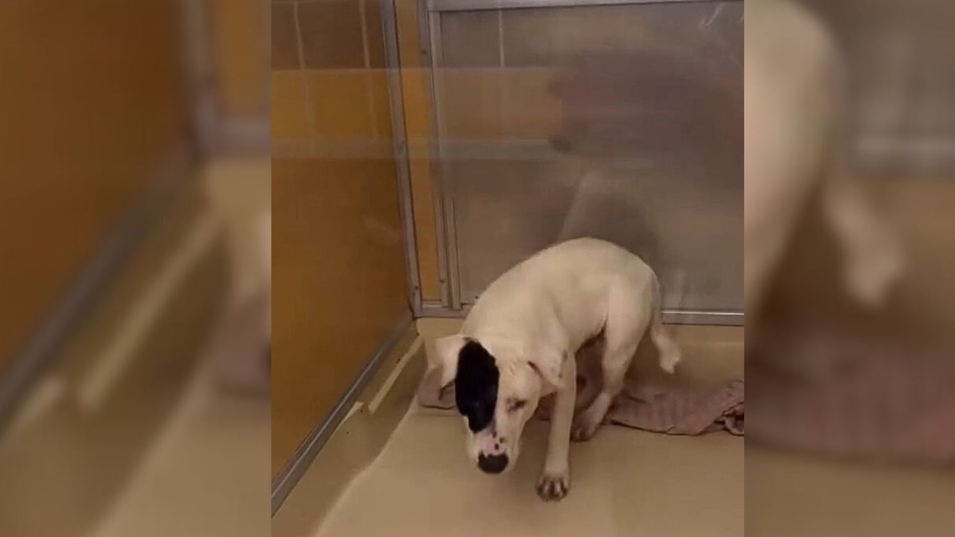 Florida Dog Spends 420 Days In A Shelter
