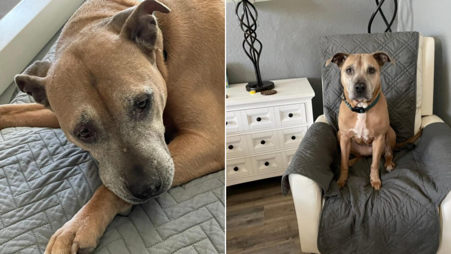 sad senior dog sitting in chair