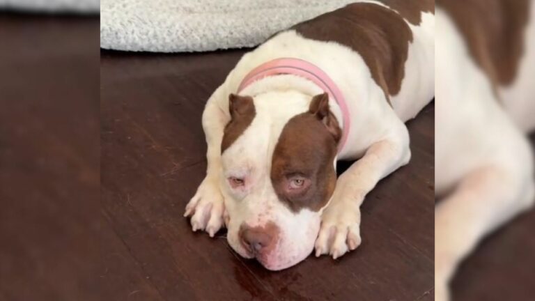 shelter dog