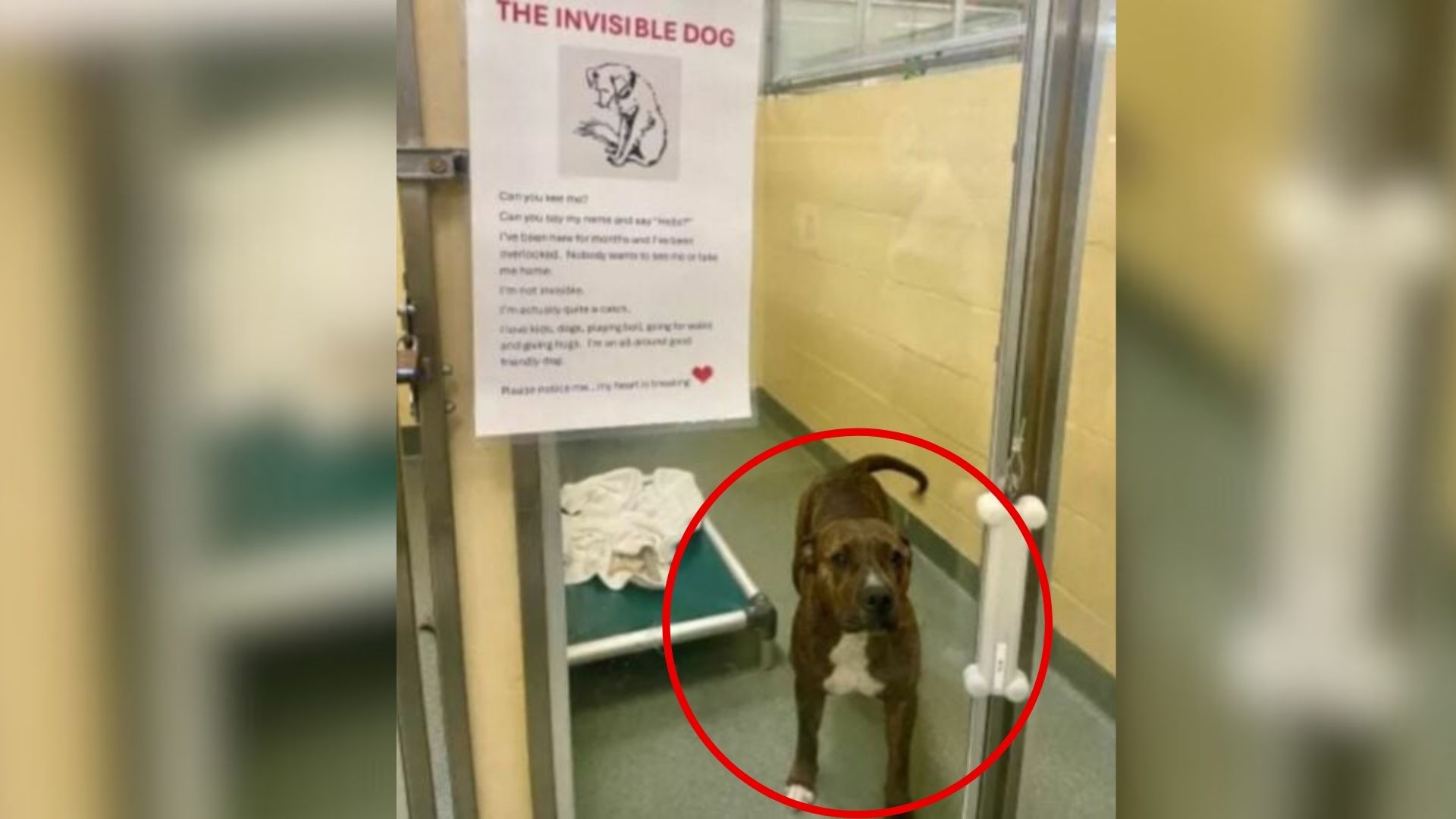 Pit Bull in shelter