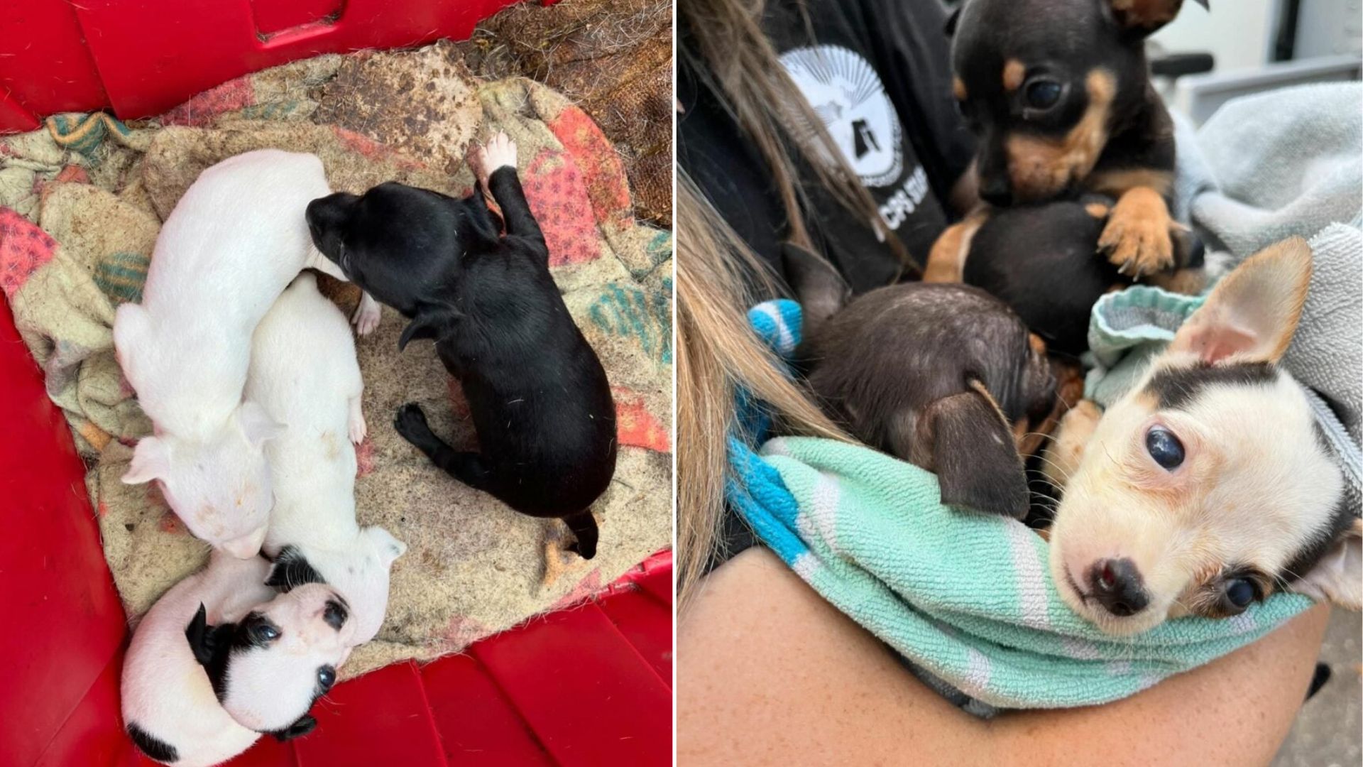 Discovers 130 Dogs Living Inside