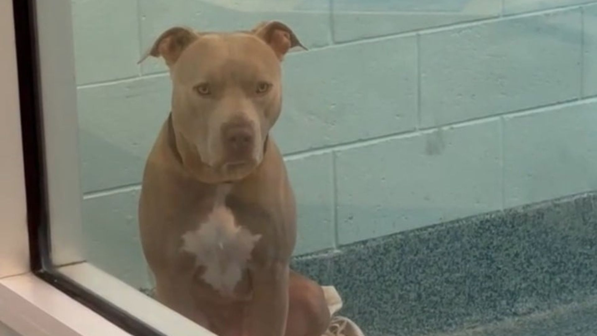 brown pit bull sitting