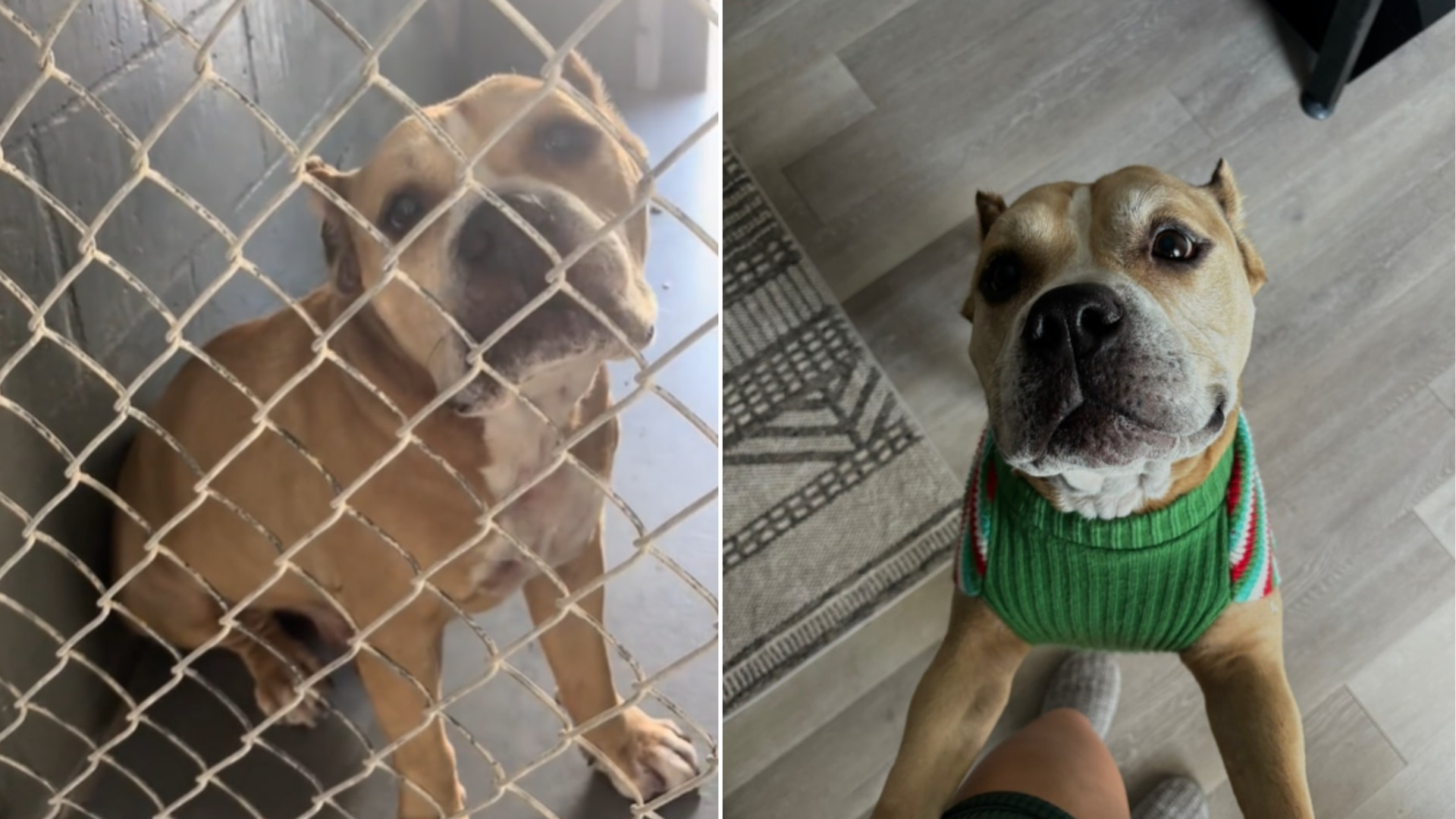 dog in shelter and at home