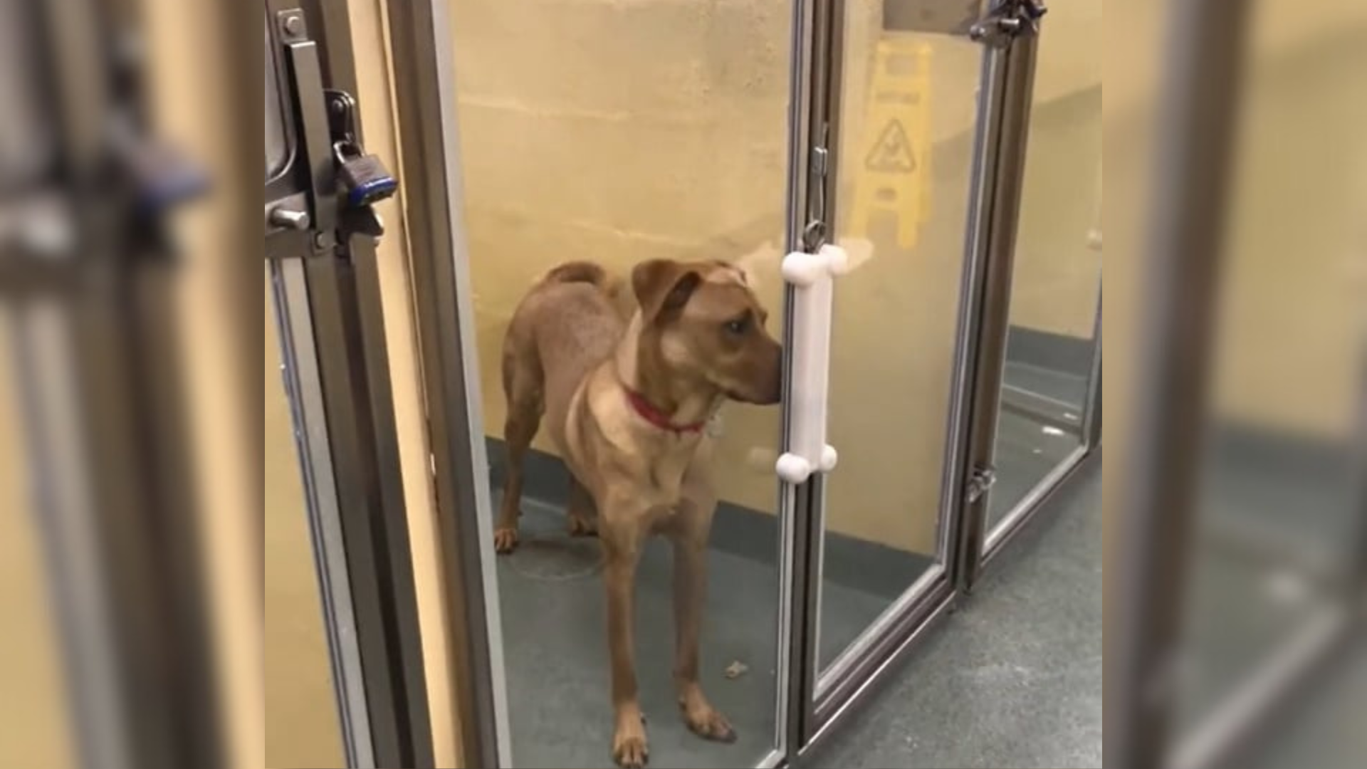 Florida Shelter Workers Share The Story Of A Dog Returned Three Times And Still Hoping For Love