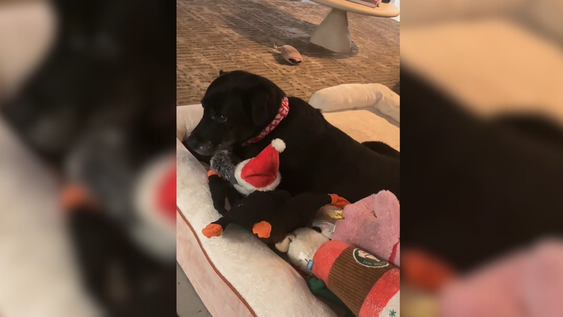 dog at the shelter clutching a toy