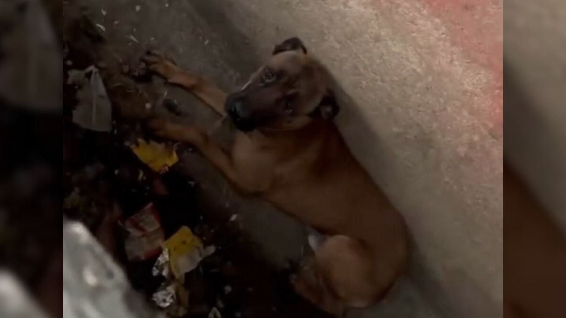 Frightened Puppy Pulled From California Sewer