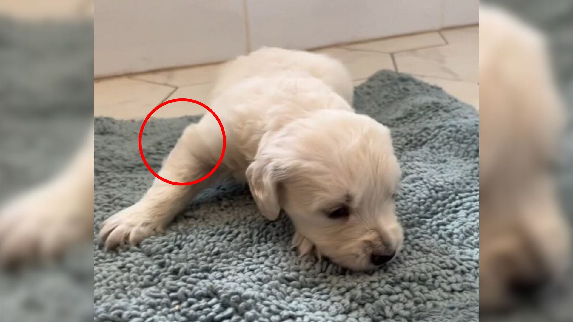 injured puppy