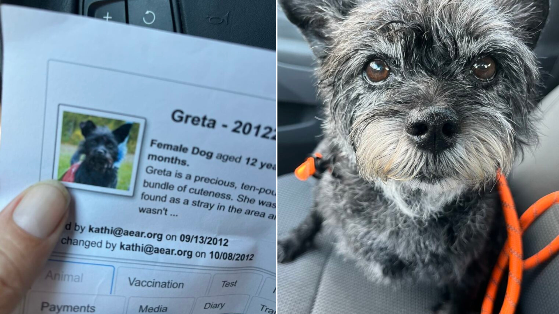 dog with adoption papers