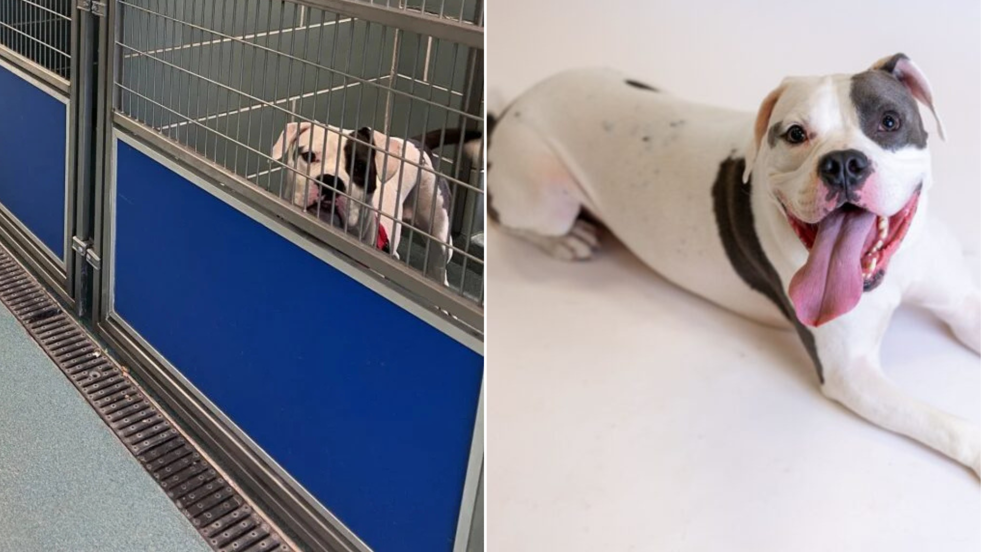 dog before and after adoption