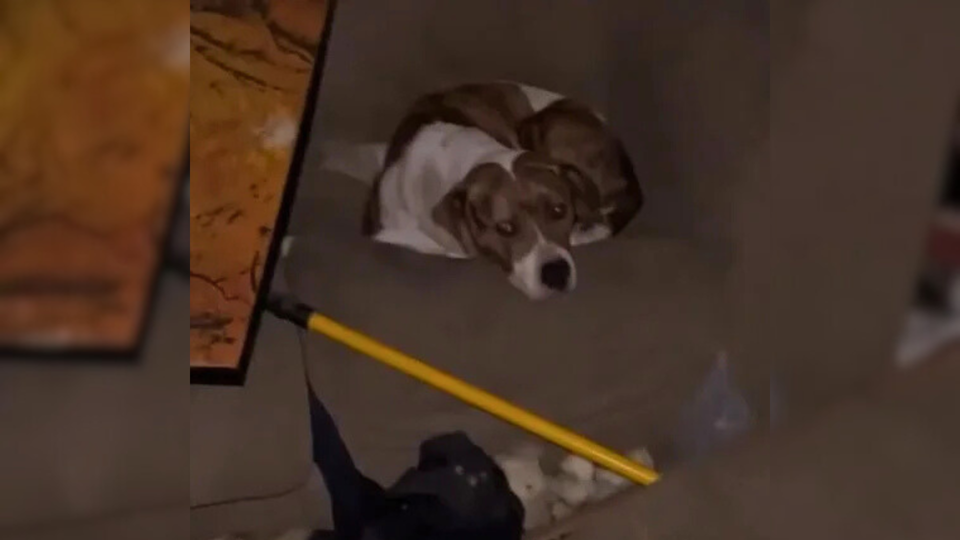 dog hiding in abandoned house