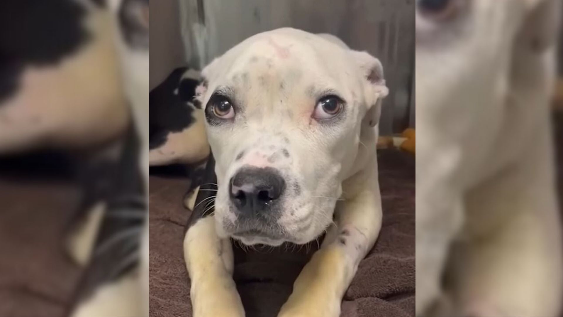 injured dog