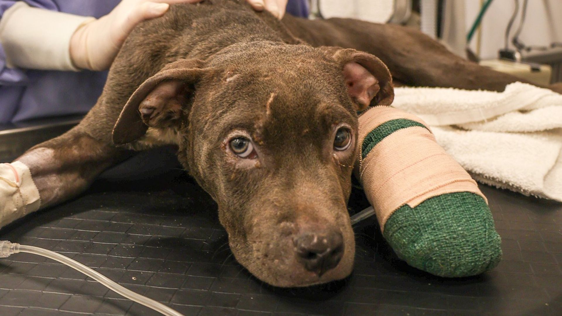 Injured Pup Discovered In Dumpster In Illinois
