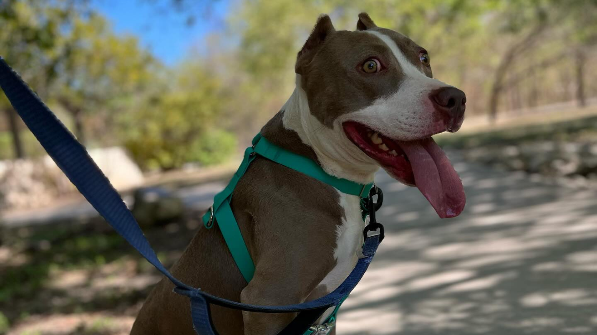 survivor dog smiling