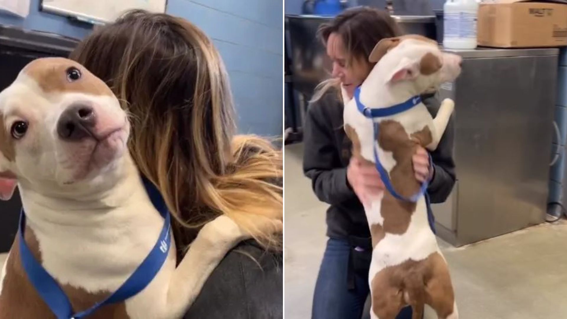 woman and dog on airport
