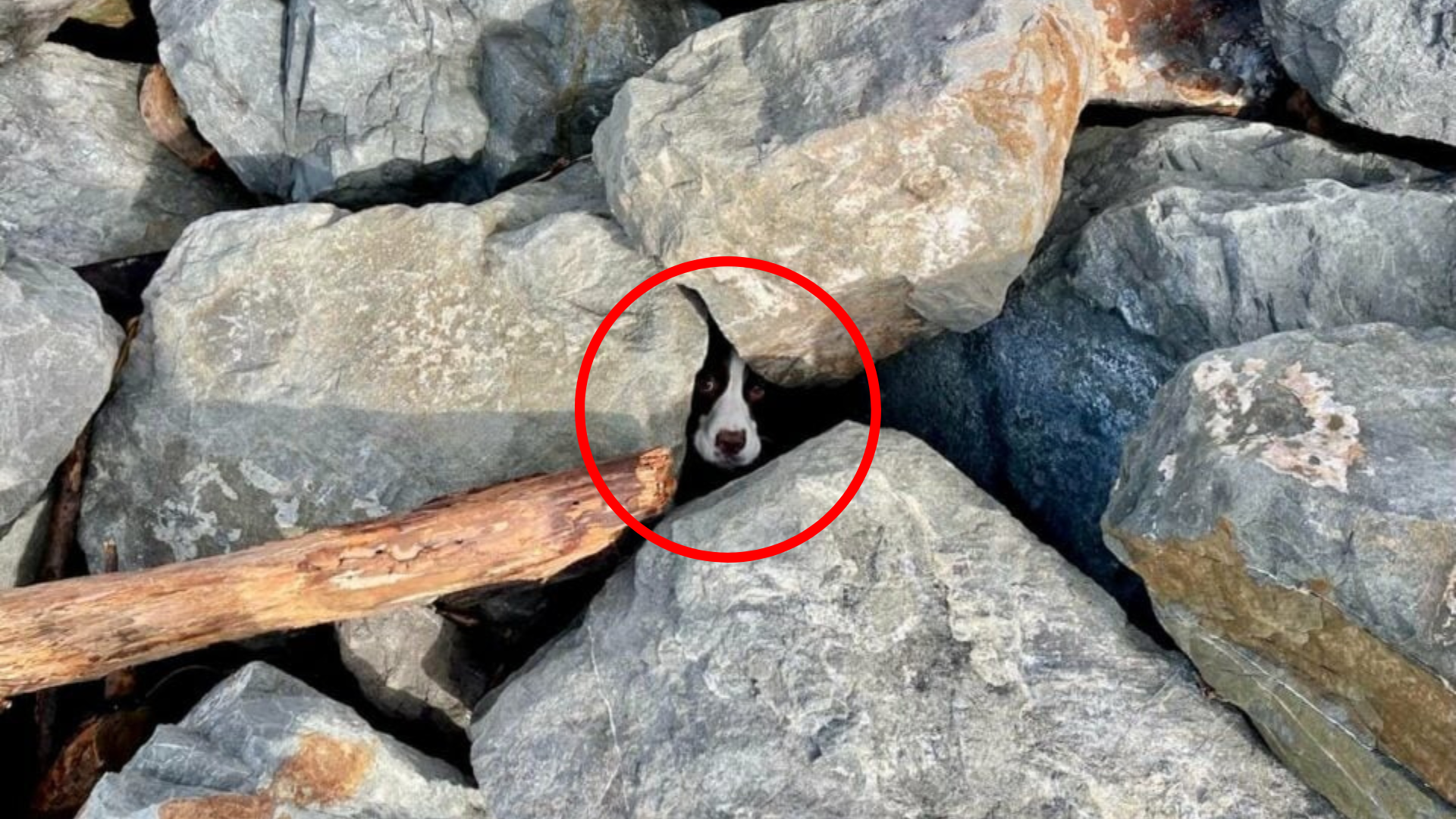 dog stuck under rocks