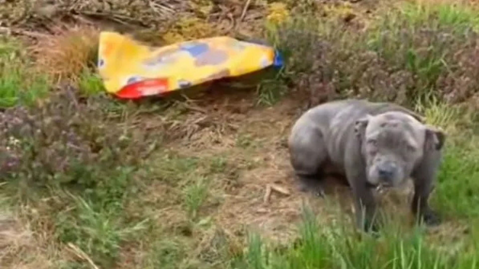 Kentucky Pup Sitting Beside A Bag Of Food
