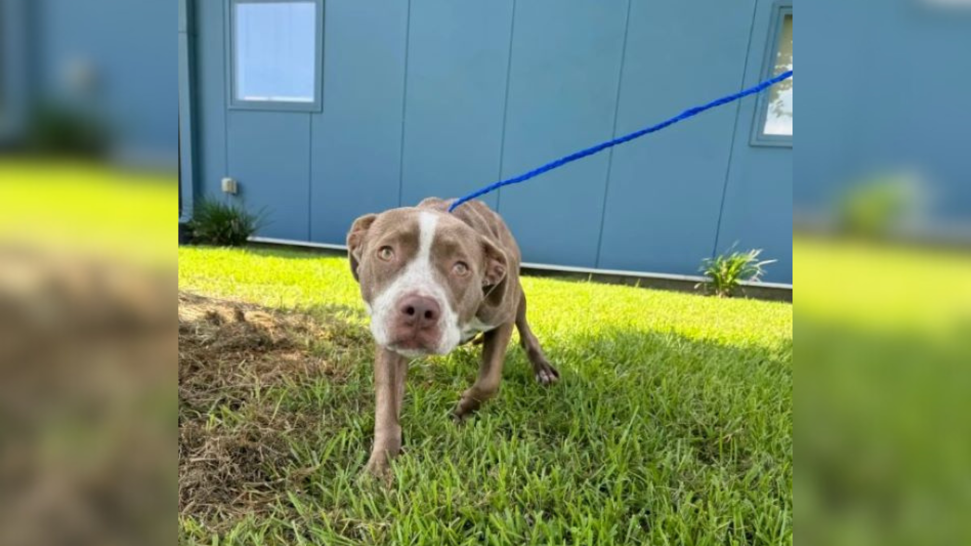 stray dog learning to walk on a leash