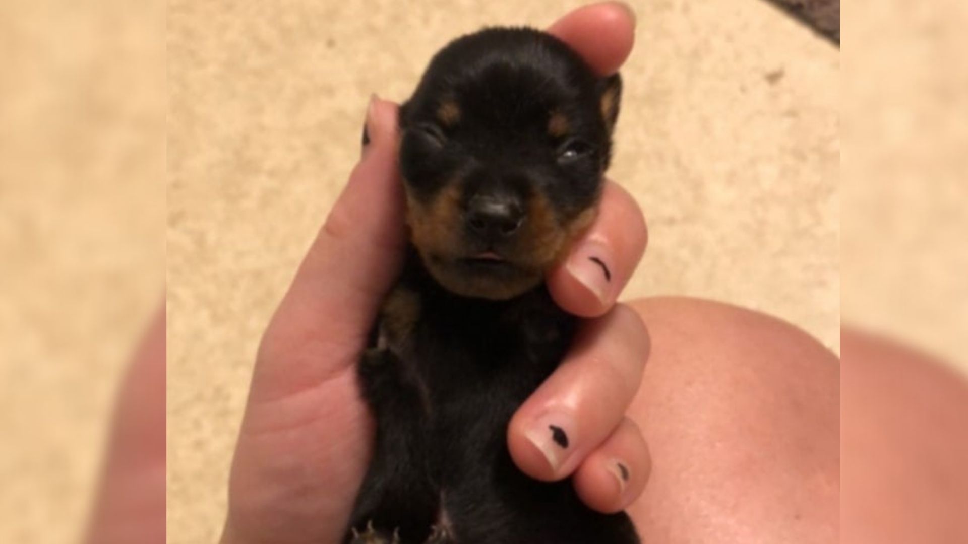 woman holding a newborn puppy