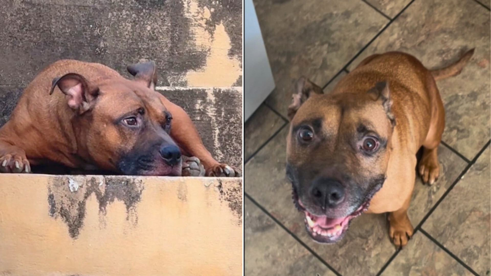 dog waiting outside house