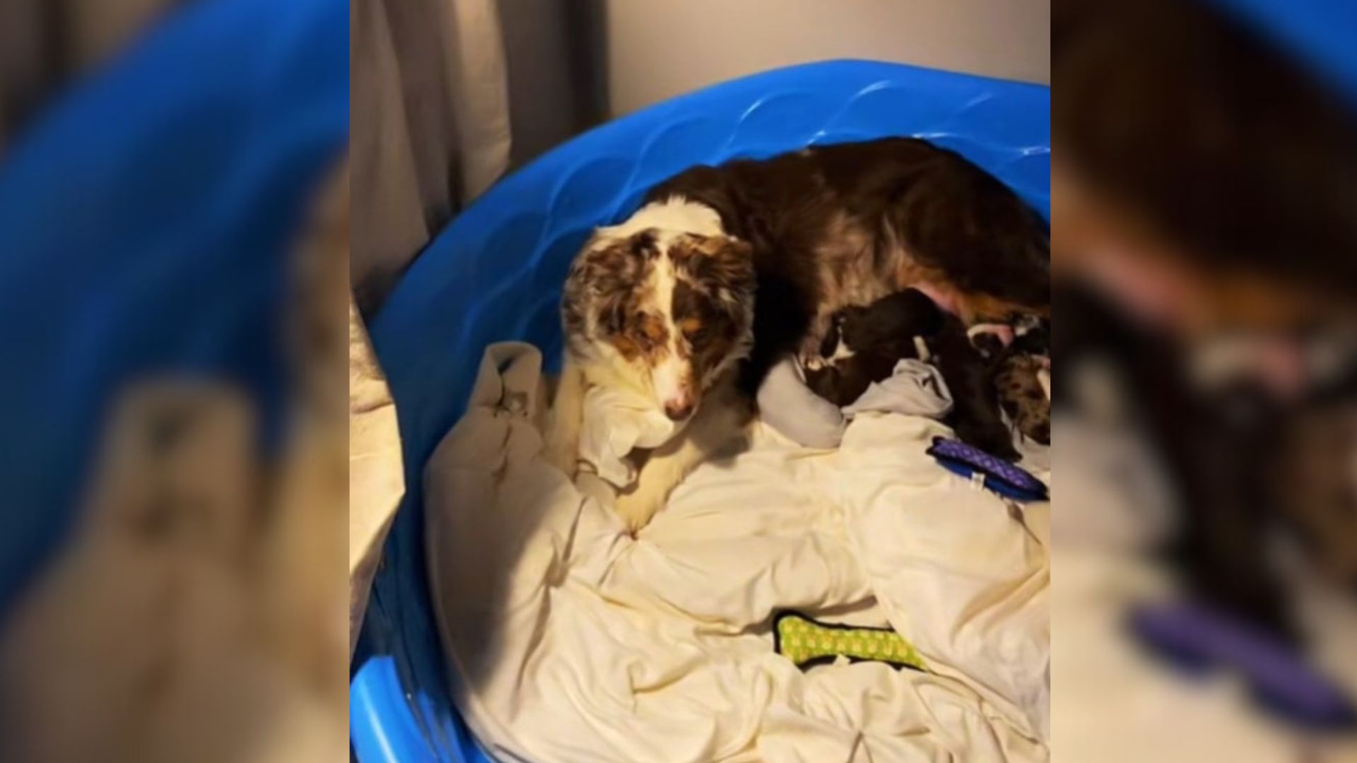 Mama Dog In Tennessee Surprises Her Owner With A Daily Ritual