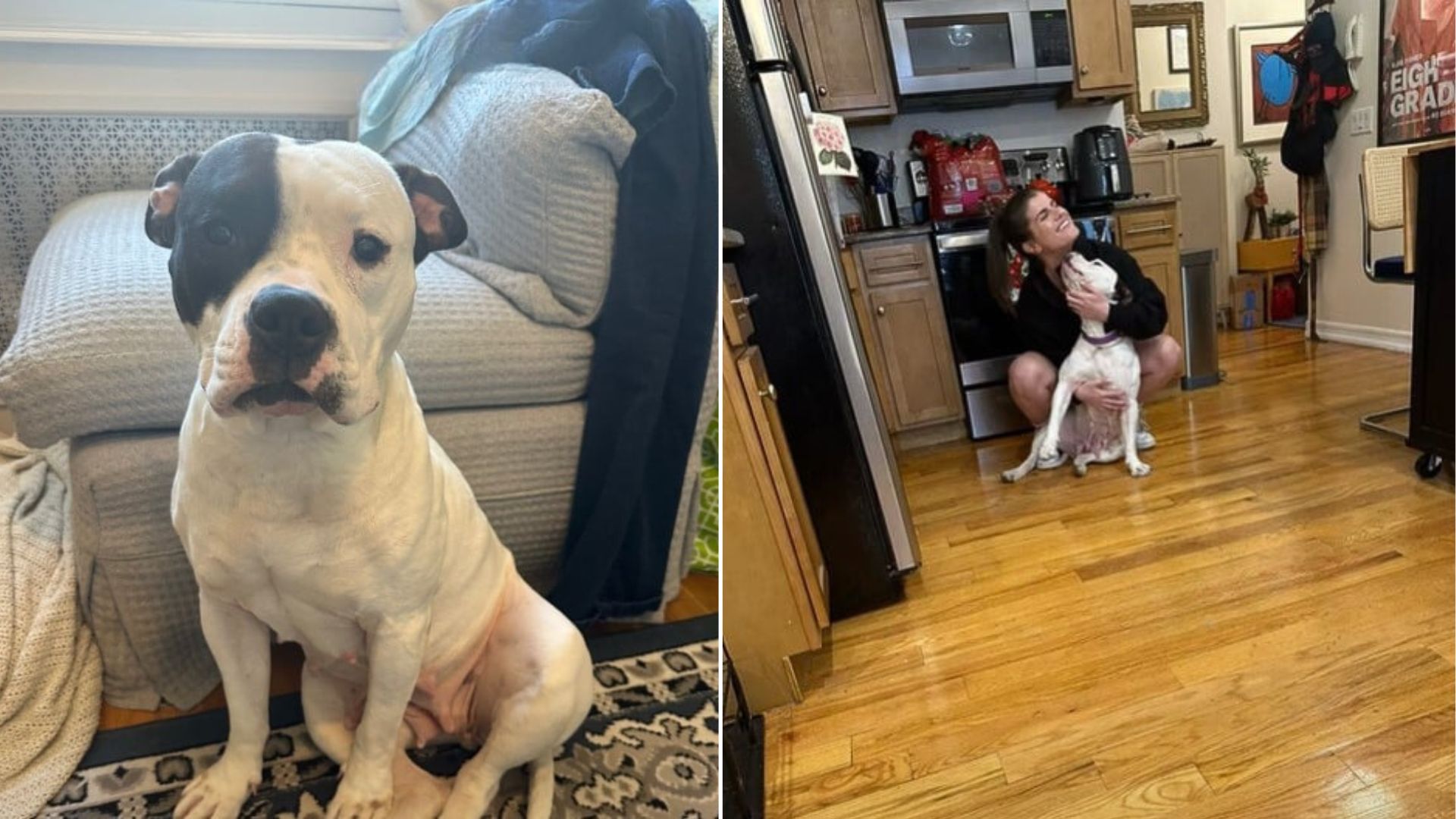 Mama Dog Rescued In New York Learns What It Means to Be Loved