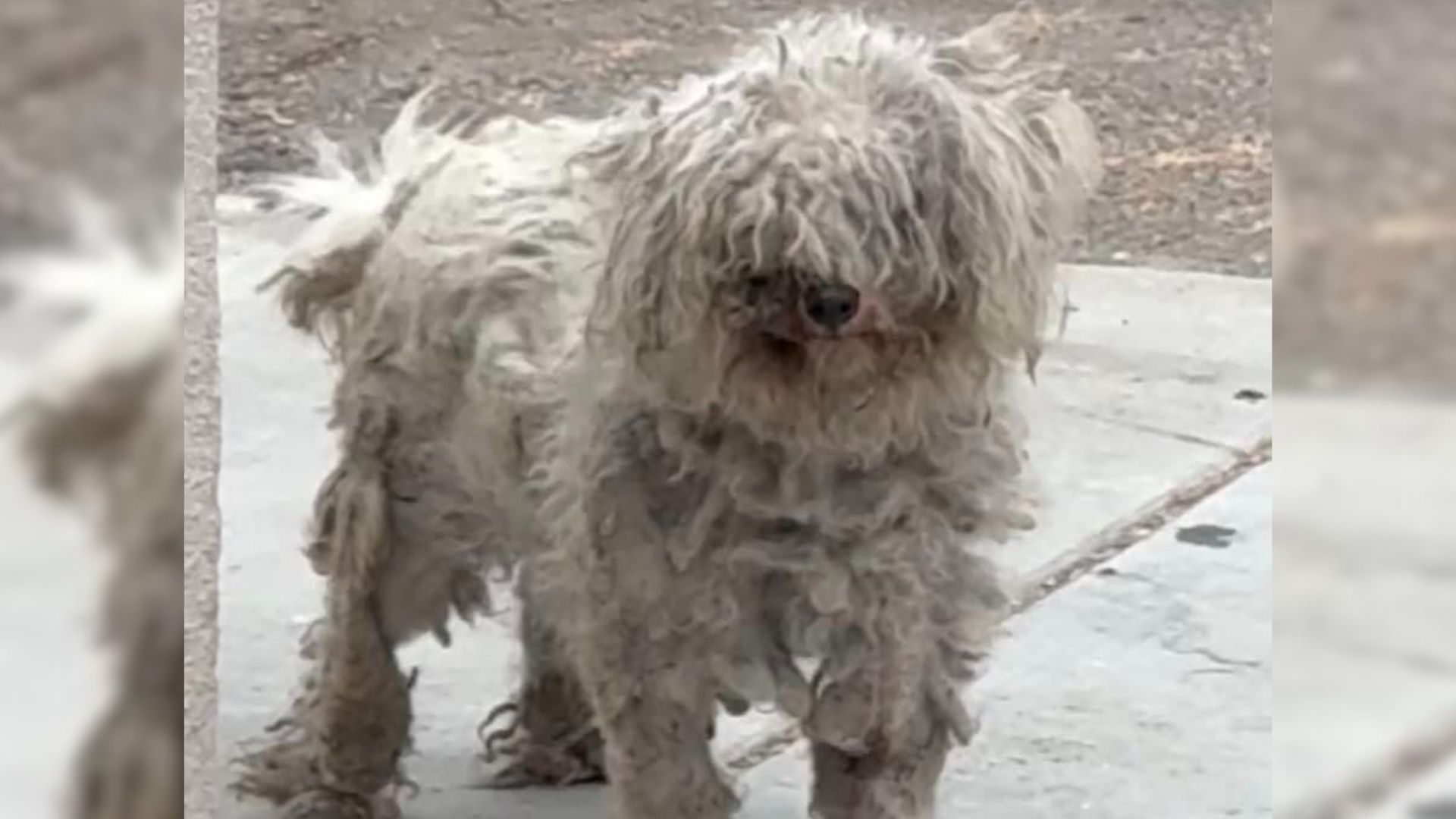 matted dog