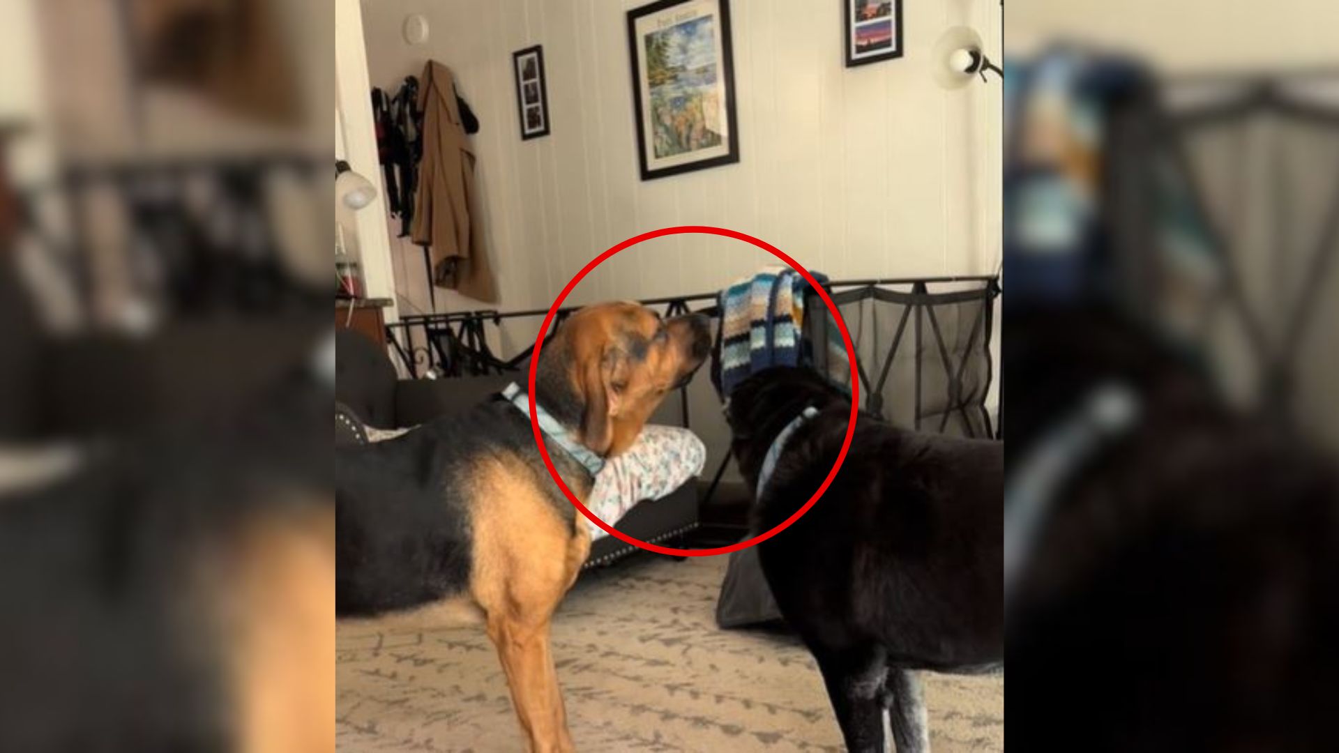 two dogs sniffing the blanket