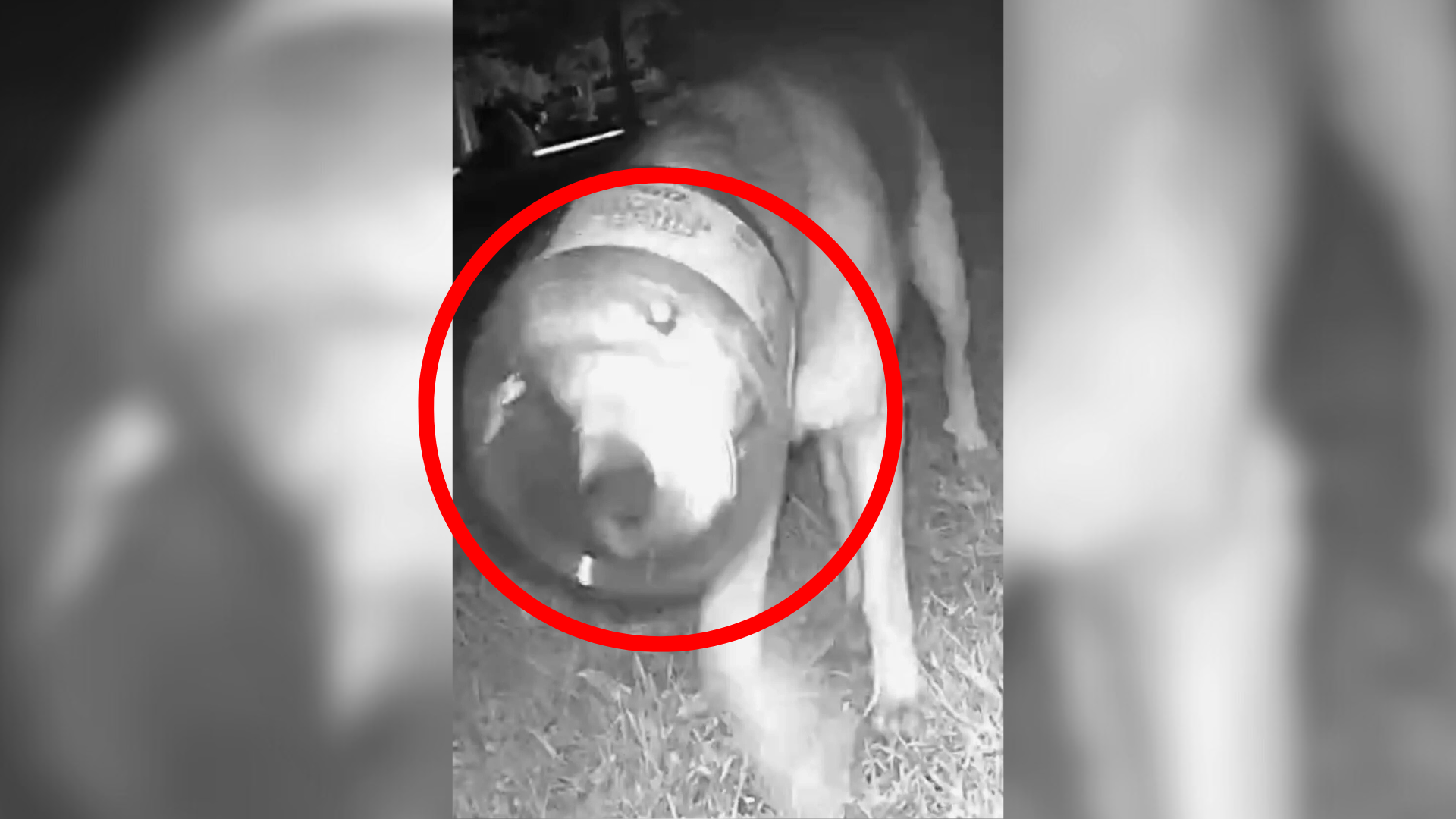 dog with plastic jar stuck on head