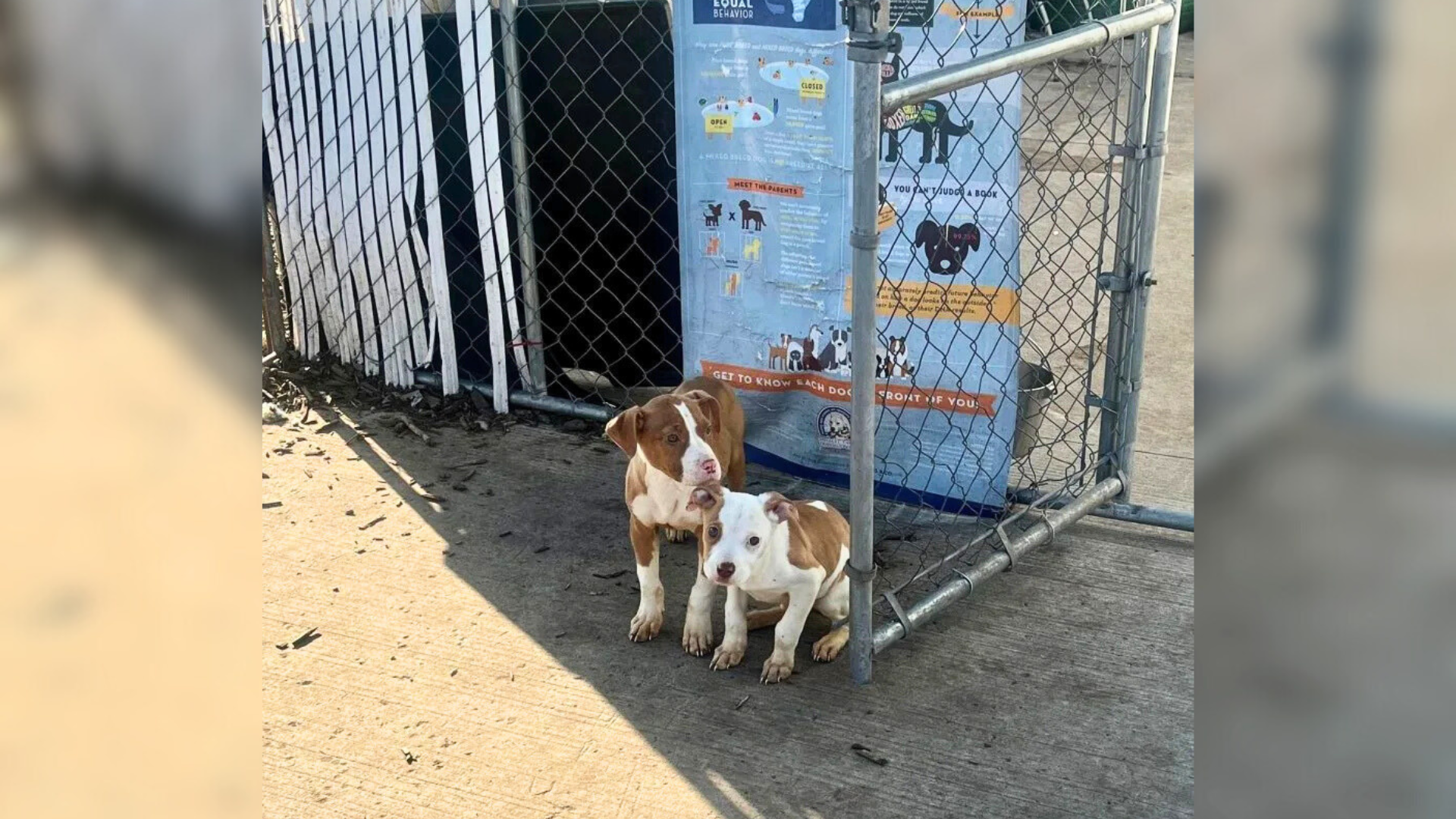 scared abandoned puppies