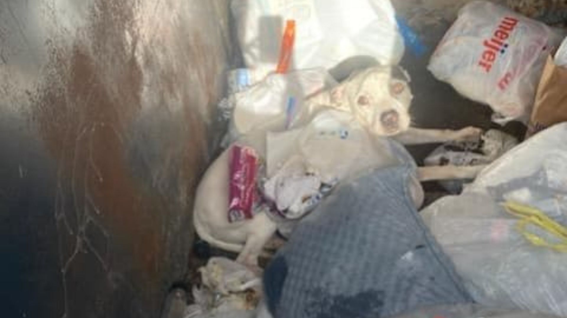 dog in dumpster