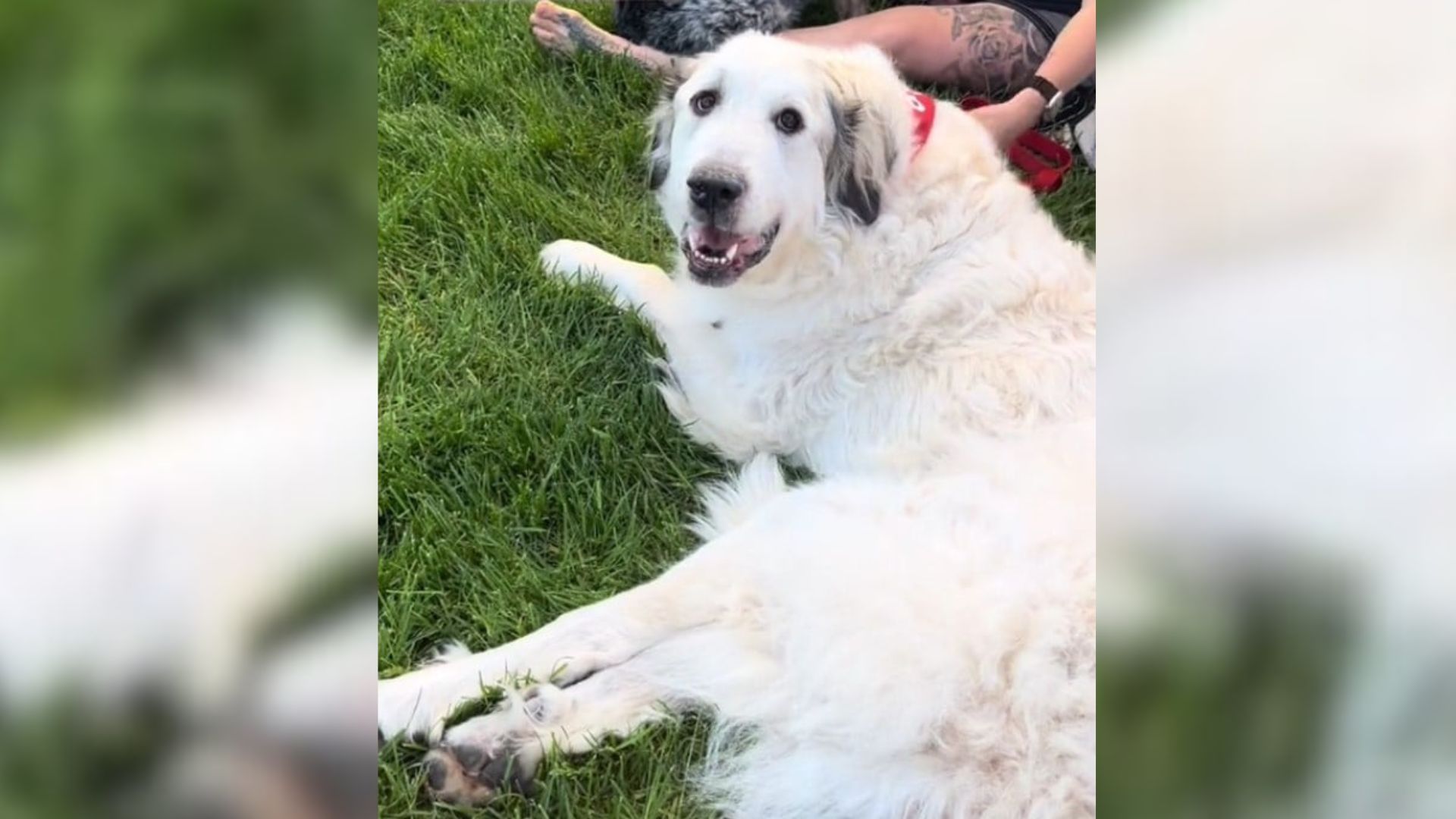 Minnesota Foster Pup Faces Rejection As His Medical Condition