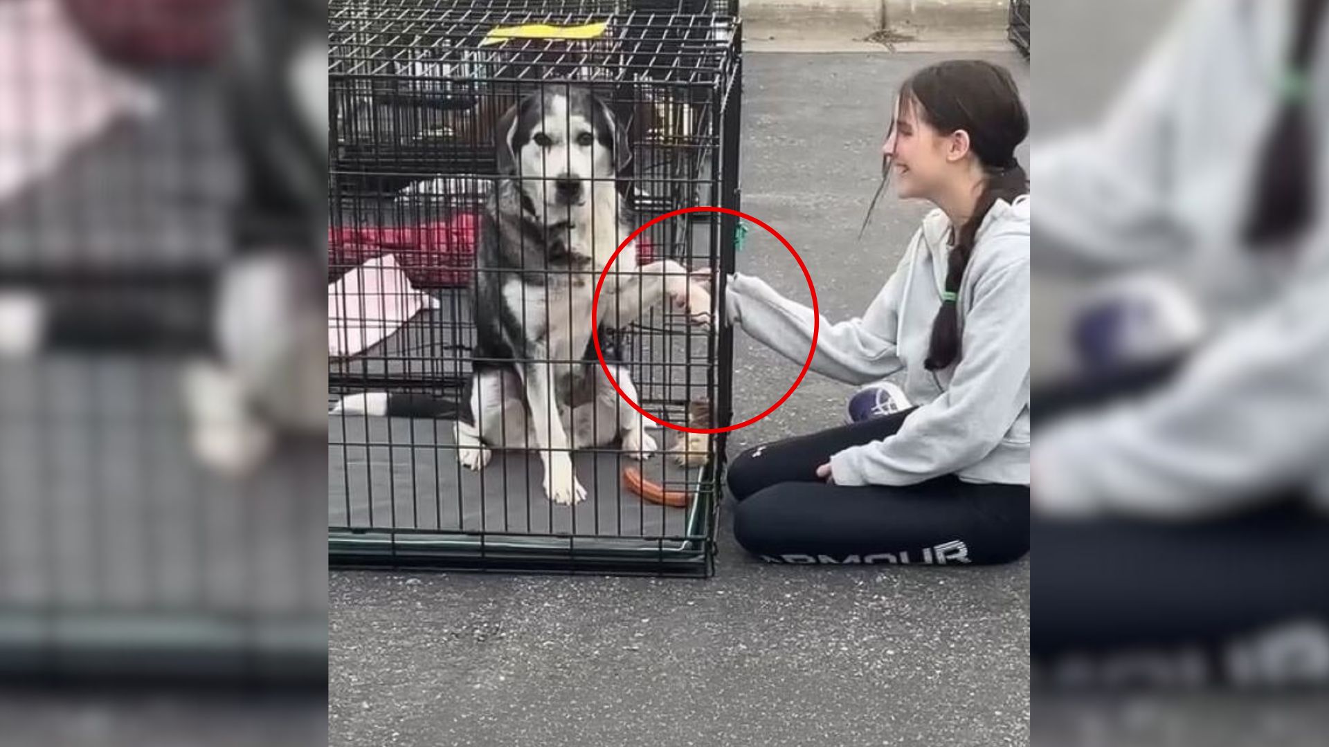 Minnesota Mom Wasn&rsquo;t Planning To Adopt Until Her Daughter Met This Senior Dog