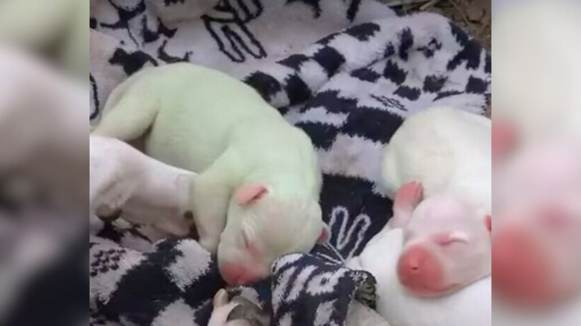 white puppies