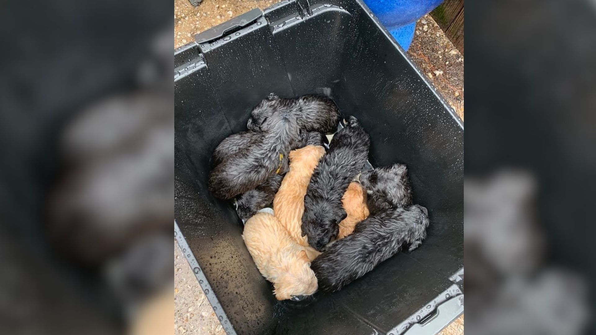 puppies in garbage