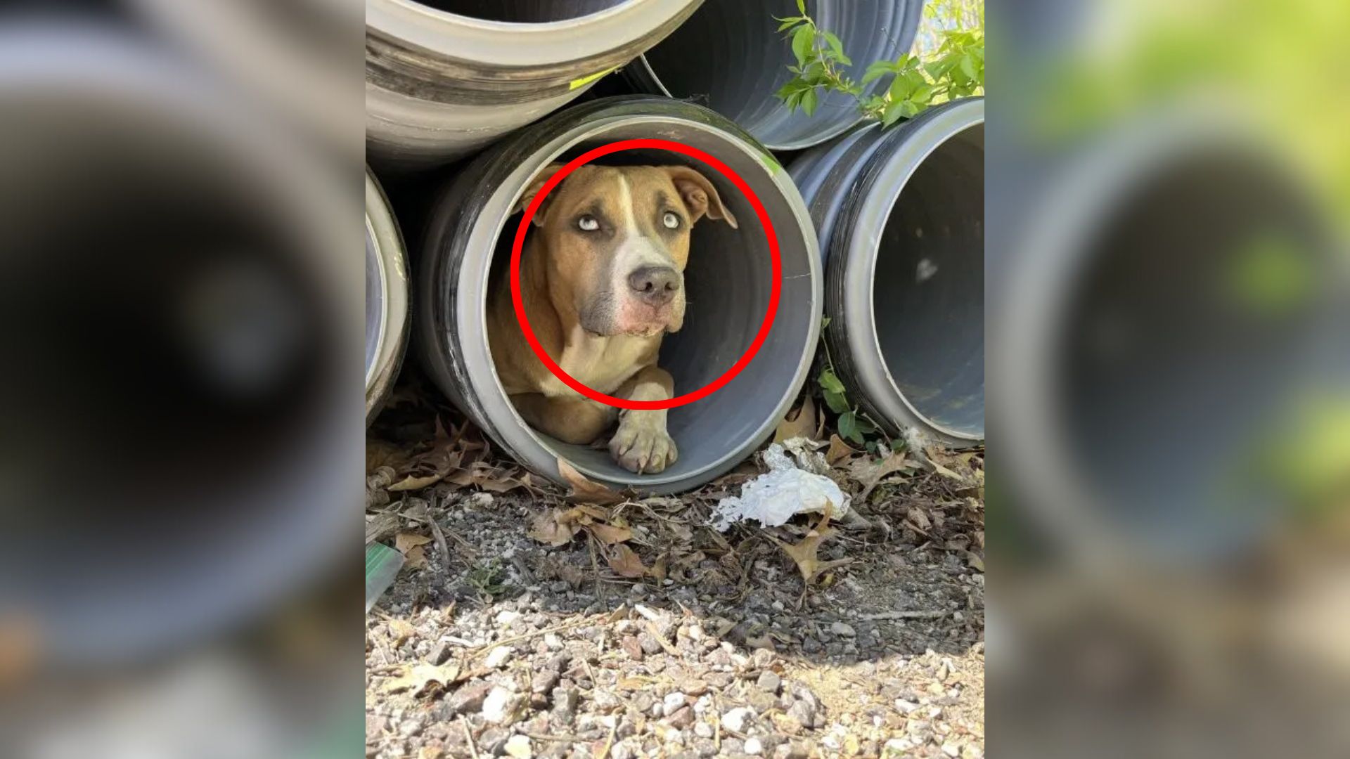 dog in concrete pipe
