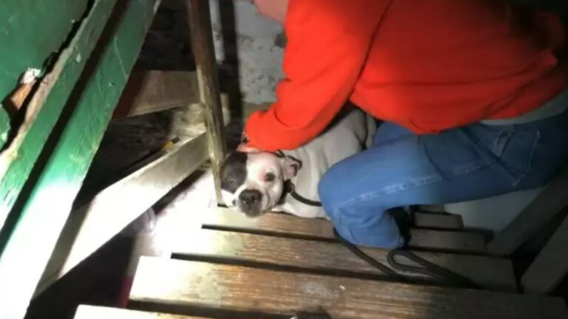 dog hiding in dark basement